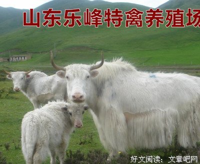 《白牦牛》经典影评1000字