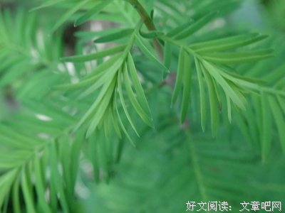 关于落羽的句子