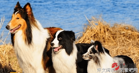 悲喜边缘的旅馆读后感100字