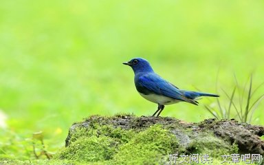 诗人瓶盖猫(琉璃姬)的格言