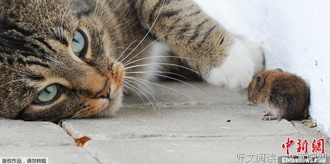 《猫》影评100字