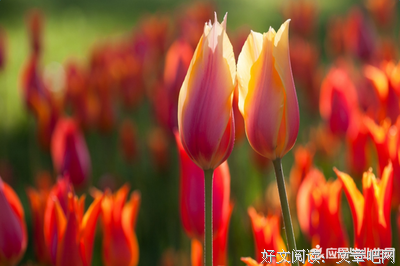 关于人生的句子