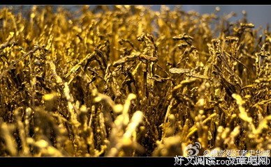描写孤陋寡闻的语句摘抄