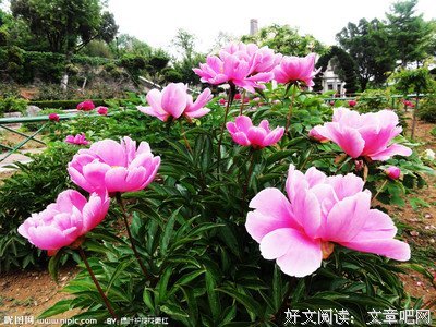 花巨款为父亲续命，有多爱你就有多对不起你