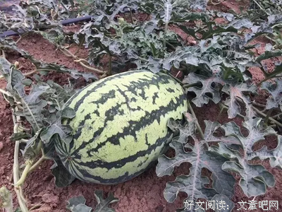 三伏天“热死了”