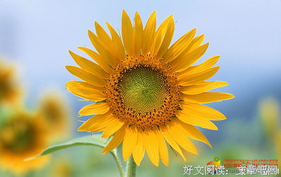 《无手的少女》观后感100字