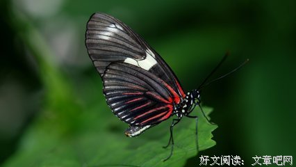 《黑蝴蝶》的影评大全