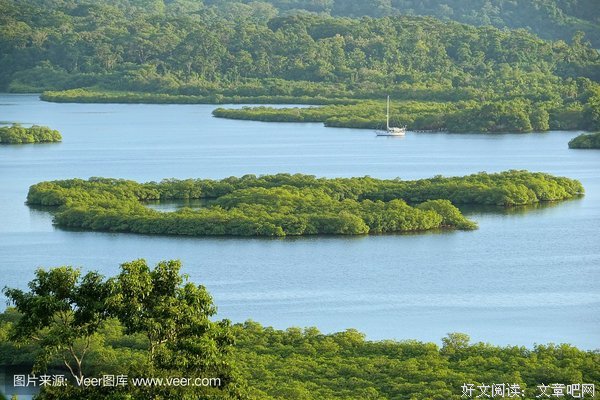 红树林心理