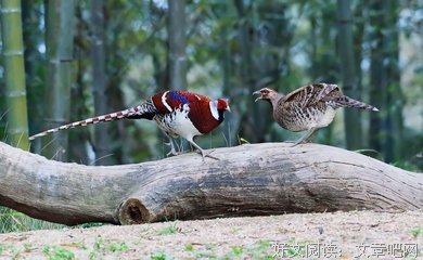 充耳不闻格言警句