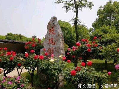爱上一朵花经典名句