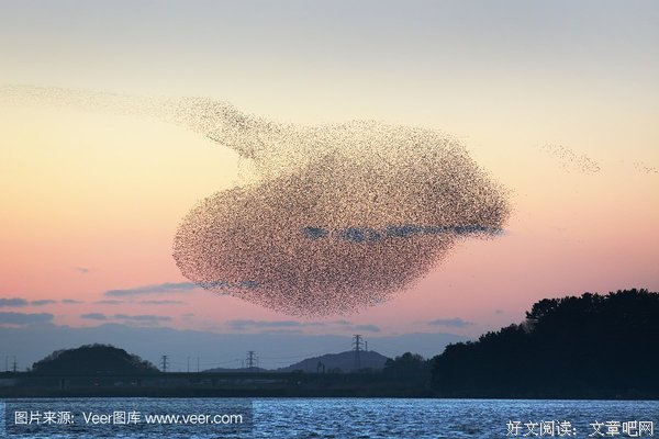 《鸭子的天空》观后感100字