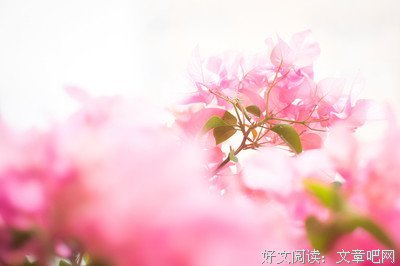 关于美人如花隔云端的句子