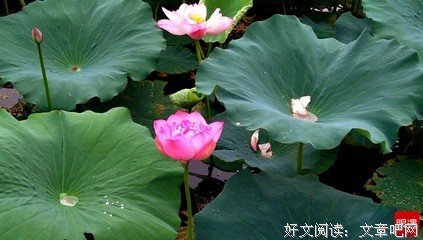 2019寒风清名言大全