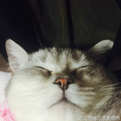 《我爱喵星人》观后感摘抄
