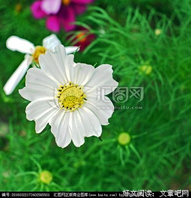 槿花好词好句