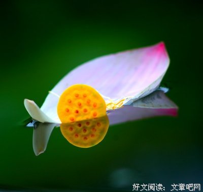 关于留人醉的优美句子