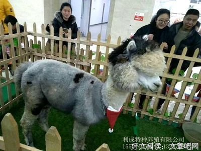 《孔雀羽谋杀案》读后感摘抄