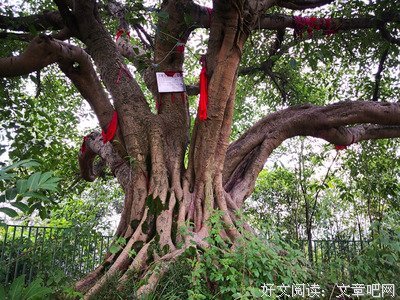 试着接受自己的“平庸”