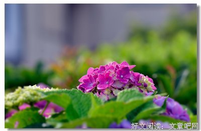 花语集