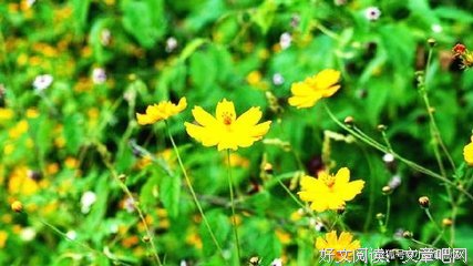 15条关于大吃一惊的经典语句