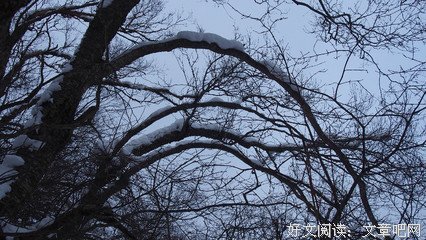 《白雪乌鸦》读后感锦集