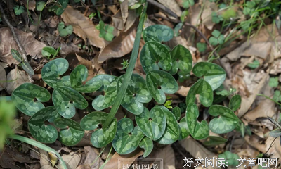 关于中篇的句子