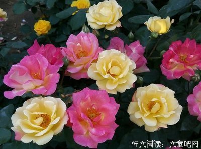 草丛里的鸿门P，论“无能”老公的致命伤