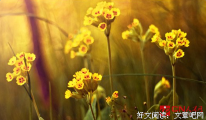 不说爱你句子大全