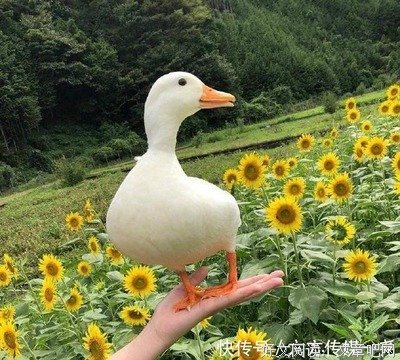 关于C的句子