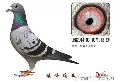描写特立独行的经典句子