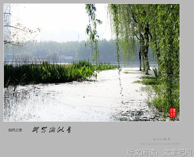 柳絮四种往为是说专辑③关于励志好词好句