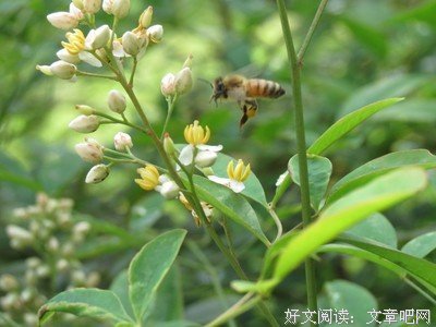 小窗幽记（作家榜经典文库）读后感100字