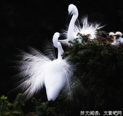 关于惺惺相惜的语句