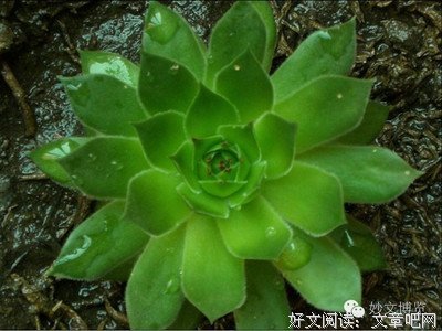 有关沉默寡言的美文美句摘抄