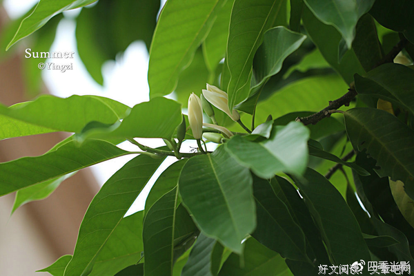 《白兰》的观后感大全