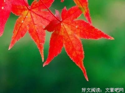 关于弱肉强食的唯美语录