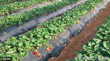 描写斗智斗勇的经典句子