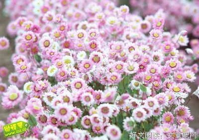 关于缘的优美句子