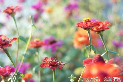 自渡优美的句子