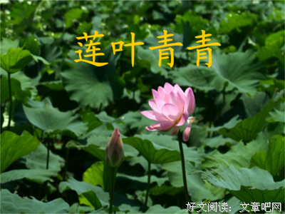 喜欢句子