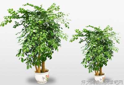 为什么越来越多的单身女性选择独居？