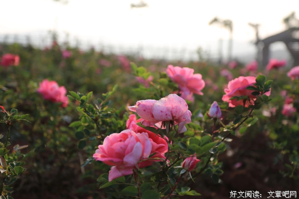 关于车水马龙的语句