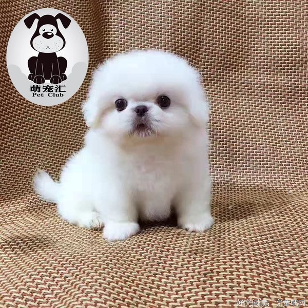 遍布京城的京巴犬都去了哪儿