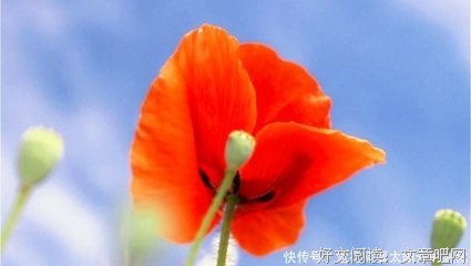 关于愤世嫉俗的语句