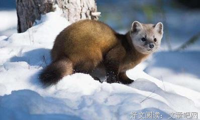 关于赴汤蹈火名言名句