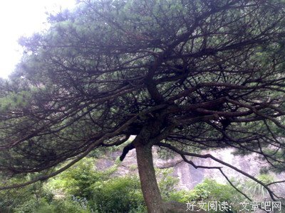 描写遮风挡雨的经典句子