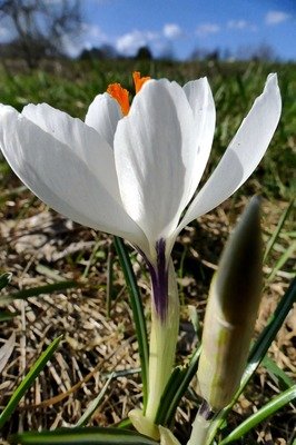 发没孩仙花起为梦经典名句