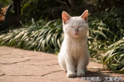 一见倾心的名人名言