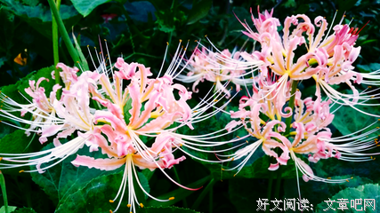 曼珠沙华，永爱的涅槃优美的句子