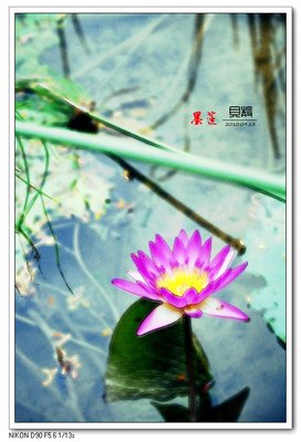 关于墨莲的句子